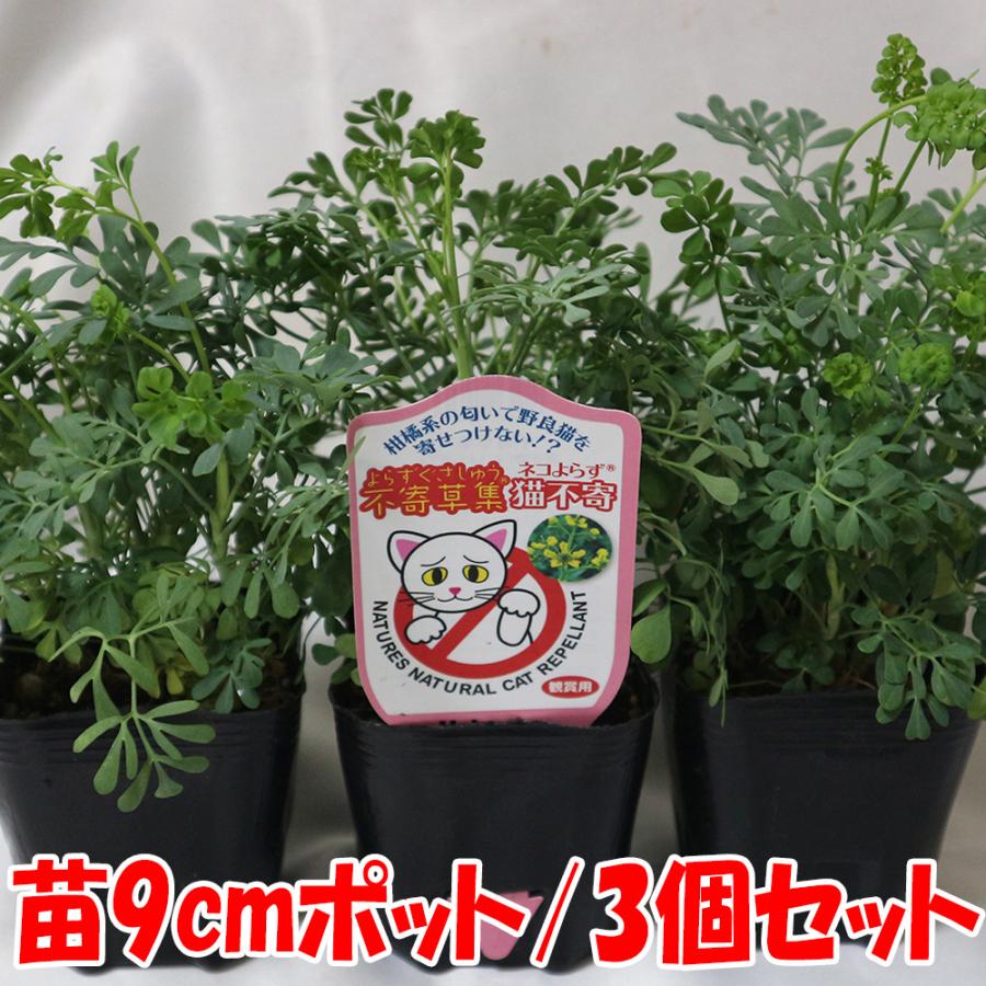 ネ ハーブ苗 9cmポット お買い得 ヘンルーダ