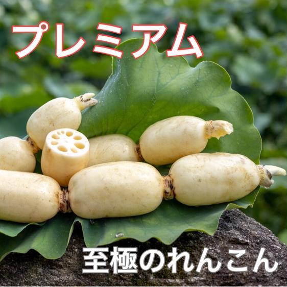 野菜 蓮根 高嵜れんこん 1キロ 農家直売 朝取り当日出荷 産地直送