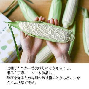 ふるさと納税  ［2024年先行予約］ まるでフルーツ！ 生で甘い、茹でて美味い！牛窓産 白色 とうもろこし 「うしまどんな」約4kg（8〜12本入り.. 岡山県瀬戸内市