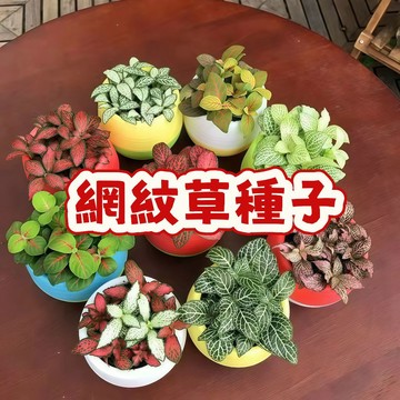 次日達-（網紋草種子）當季新籽 發芽率高  四季好養 易活彩水培觀葉桌麵微景觀花卉種子 懶人易種植 #超優惠