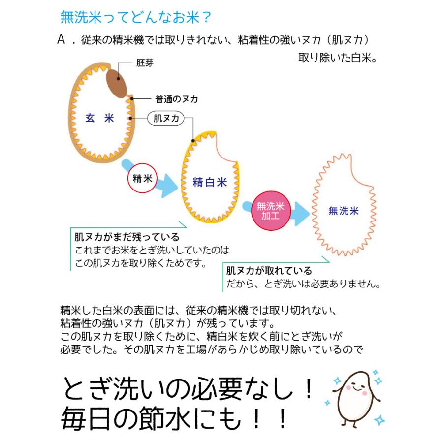 令和５年産 無洗米福井県産コシヒカリ ５kg 白米 安い 単一原料米 送料無料