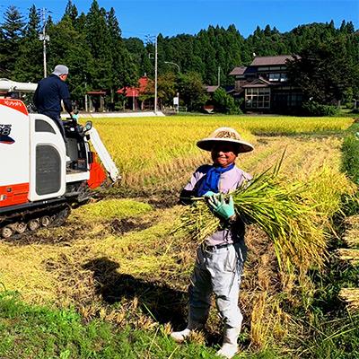 ふるさと納税 阿賀町 上旬無洗米10kg 全2回