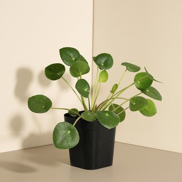 Pilea peperomioides 小鏡面草