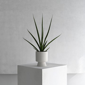 【烟花】盆栽選品 細葉虎尾蘭 直紋陶瓷高腳盆
