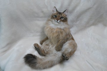 與我家孩子如出一轍訂製羊毛氈毛刺作品