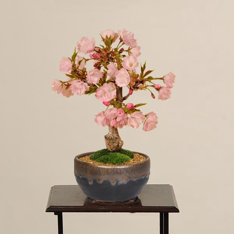 桜盆栽：一才桜盆栽（信楽焼黒イブシ金彩小鉢）*(2025年春開花
