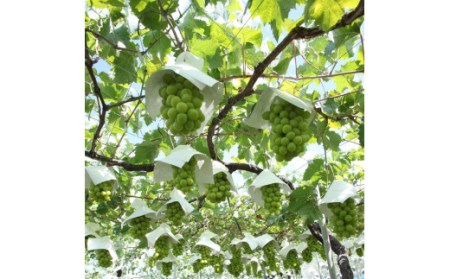 ＜2024年先行予約＞厳選！山梨県笛吹市産 シャインマスカット 約1.5kg(2～3房) 156-006