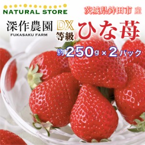 [予約 2024年2月15日-2月22日の納品] 遅れてごめんねバレンタインひな苺 ひないちご いちご 約250g×2パック 茨城県産 いちご 等級G or D