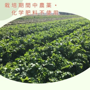 ＜３６９商店＞京都丹波産旬の野菜セット ※全て栽培期間中農薬・化学肥料不使用※