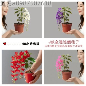 現貨 新品爆款 金邊連翹（20粒）四季種植 耐寒耐熱花卉 泰國垂絲茉莉高檔元宵花卉種子 盆栽庭院種植花卉