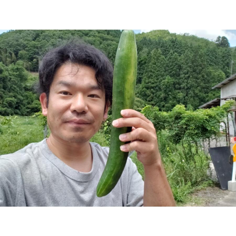 京野菜！夏の詰め込みお得セット８0サイズどっさり野菜セット（クール便）