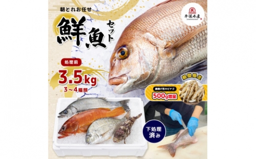 熊本県産 朝どれ お任せ 冷凍 鮮魚 セット 3.5kg (3～4種類)