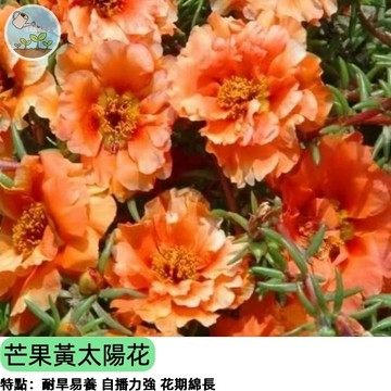 🌻【芒果色新品種】黃重瓣太陽花種子 松葉牡丹 重瓣黃色 四季可播 陽台盆栽 花壇造景 蜜源植物 好養爆花