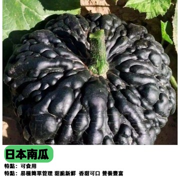 日本南瓜種子 稀有品種栗子南瓜軟糯口感 家庭菜園 陽台盆栽 瓜類種子 香甜綿密 好吃好種 瓜苗栽培