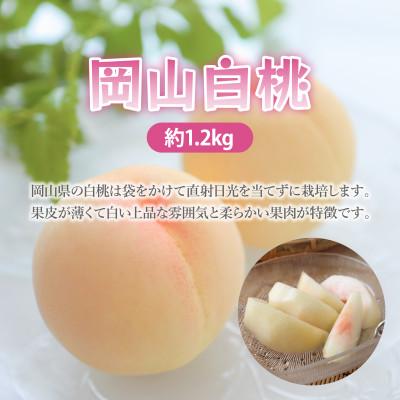 ふるさと納税 津山市 岡山白桃　約1.2kg(4〜6玉)