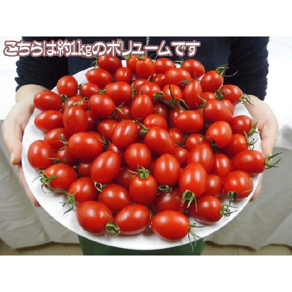 愛知県産 ”アイコトマト” 秀品 約3kg 送料無料