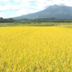 新米 令和5年産 10kg (5kg×2袋) 青森県産 青天の霹靂 せいてんのへきれき 玄米 白米 7分づき 5分づき 3分づき 出荷日精米  送料無料 米 お米