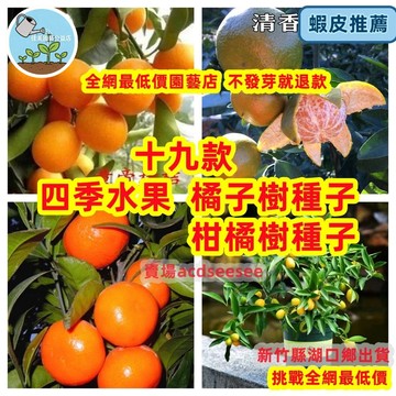 🔥🔥十九款橘子樹種子 柑橘種子 沃柑橘 紅橘 青桔 砂糖橘 小金桔種子 四季種植盆栽地栽 生長旺盛 果實豐碩
