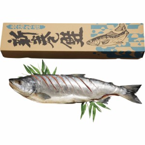 北海道産 新巻鮭（姿切れ目入り）１．６ｋｇ 430201