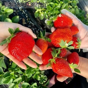 現貨🍓【香野草莓種子】（200粒）2025新種 草莓種籽 超甜四季室內外陽臺盆栽種子 粒粒精選草莓種子草莓之王 易爆盆