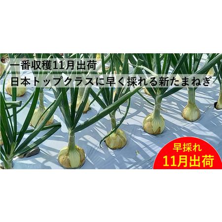 ふるさと納税 新たまねぎ3kg 野菜 サラダ 玉ねぎ たまねぎ スープ カレー たまねぎ 国産 オニオン お取り寄せ 常温 送料無料 青果市場 愛媛県 愛.. 愛媛県愛南町