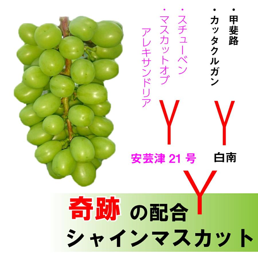 予約商品2024年7月発送シャインマスカット 贈答用 熊本県産 1.8〜2kg  産地直送 最高等級  生産者限定 お中元 お祝い  誕生日 