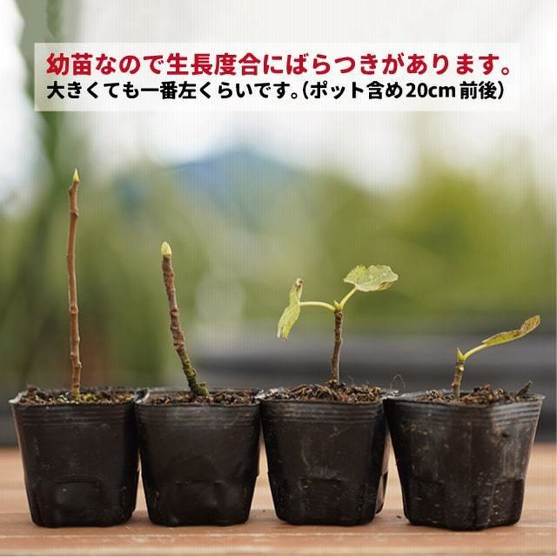 【専用】いちじく3年生苗4つ 楽天市場】いちじく 苗 3年生の通販