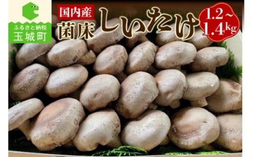 国内産菌床しいたけ1.2kg～1.4kg