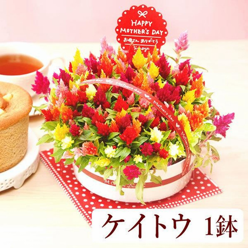 母の日 23 プレゼント 花 ギフト 母の日ギフト 花とスイーツ 鉢植え 珍しい 花鉢 スイーツ お菓子 ケイトウ 60代 70代 80代 通販 Lineポイント最大0 5 Get Lineショッピング