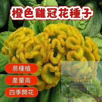 🌺橙色雞冠花種子  矮桿花卉 四季播種 陽台庭院盆栽 新手易種 產量高 四季開花 雞冠花種子 花卉種子
