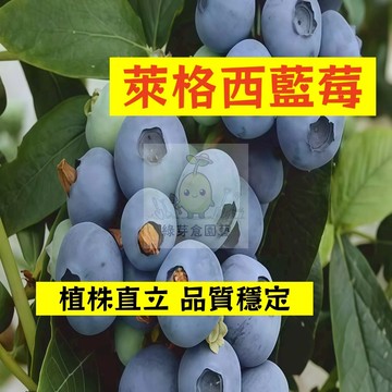 🌱早熟高產 萊格西藍莓種子LM-21 進口品種 植株直立 品質穩定 易生長  高產 抗病抗旱易種植 高產盆栽樹株水果種子