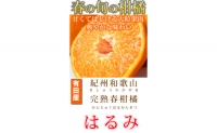 果肉ぷりぷり!完熟はるみ 5kg ※2024年2月上旬頃2月下旬頃に順次発送予定 ※着日指定不可