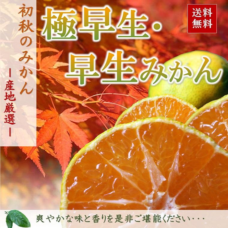 福袋　みかん 厳選 おまかせ  1kgづつ3袋＝計3kg 食べ比べ フルーツセット  御歳暮 九州 静岡 愛媛 和歌山