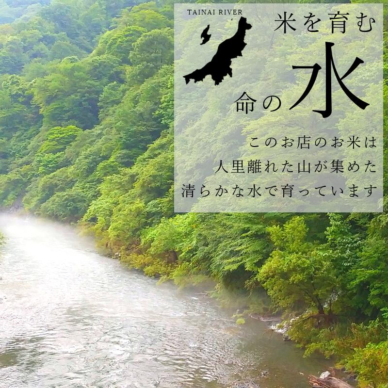 もち米 20kg こがねもち 新潟産 令和５年産 送料無料※地域別