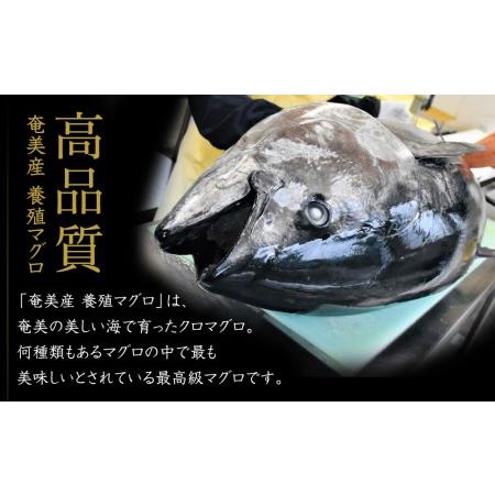 ふるさと納税 奄美大島産養殖クロマグロ（3柵セット）【マグロ まぐろ 黒マグロ クロマグロ 養殖マグロ 冷凍マグロ マグロ刺身 マグロ中トロ.. 鹿児島県瀬戸内町