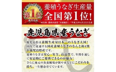 ＜数量限定＞厳選！鹿児島県産うなぎ白焼 合計2尾（自家製タレ付） 国産 うなぎ 白焼 鰻 冷凍 鹿児島 数量限定 期間限定