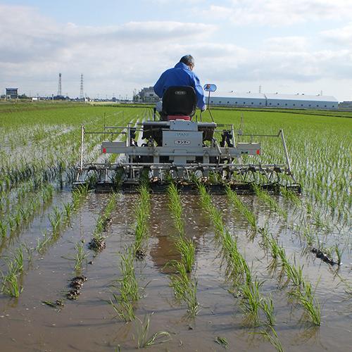 特別栽培米（減農薬・減化学肥料）新潟産コシヒカリ「雪椿米」（従来品種）玄米5kg 織原農園 送料無料