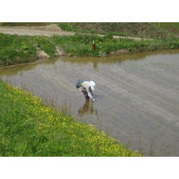 新潟県佐渡市 特別栽培米 コシヒカリ 「朱鷺と暮らす郷」 白米10kg（5kg×2袋）［無洗米加工］ 令和5年産