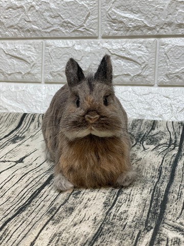 羊毛氈擬真兔仔