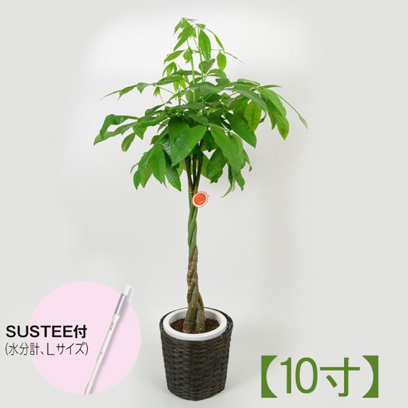 リーフ 観葉植物 パキラ10寸（SUSTEE付き）【年間ギフト】 通販 LINEポイント最大3.0%GET | LINEショッピング