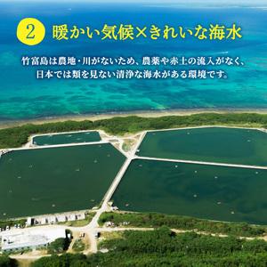 ふるさと納税 2024年 先行予約 車えび 1kg 竹富島産 冷凍 エビ 沖縄県竹富町