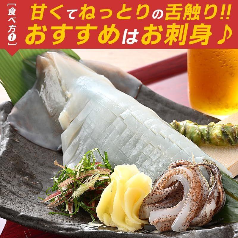 するめいか スルメイカ生 スルメイカ 冷凍 いか イカ 7杯 中型 約1.5kg前後 日本海産 お刺身用