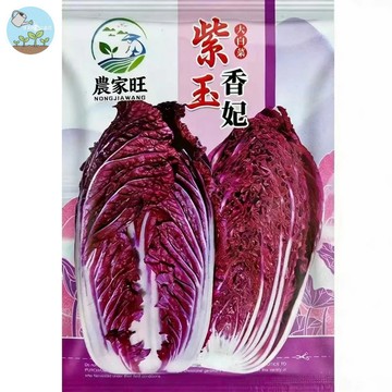 【原廠包裝】紫玉香妃白菜種子（Purple cabbage）100粒 紫色葉菜 火鍋蔬菜 快收成 陽台盆栽可種 耐熱耐濕