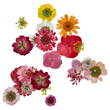 A-ONE 匯旺 真花壓花 大花包 CC04 3入 1個  波波里花園