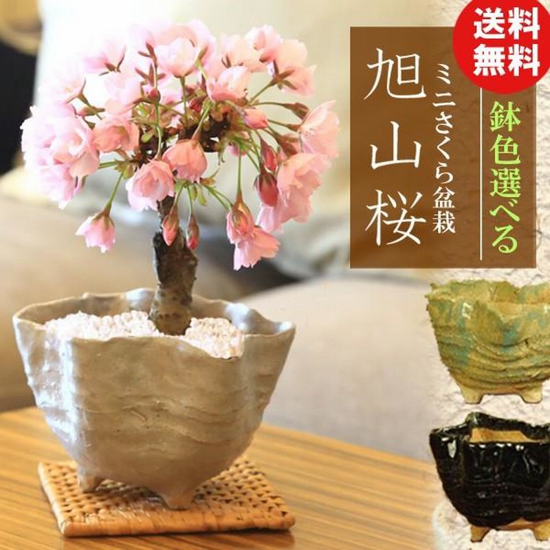 桜盆栽 鉢色選べる:ミニ一才桜(旭山桜)*(信楽変形小鉢)鉢植え 桜盆栽 鉢色選べる:ミニ一才桜(旭山桜)*(信楽変形小鉢)鉢植え