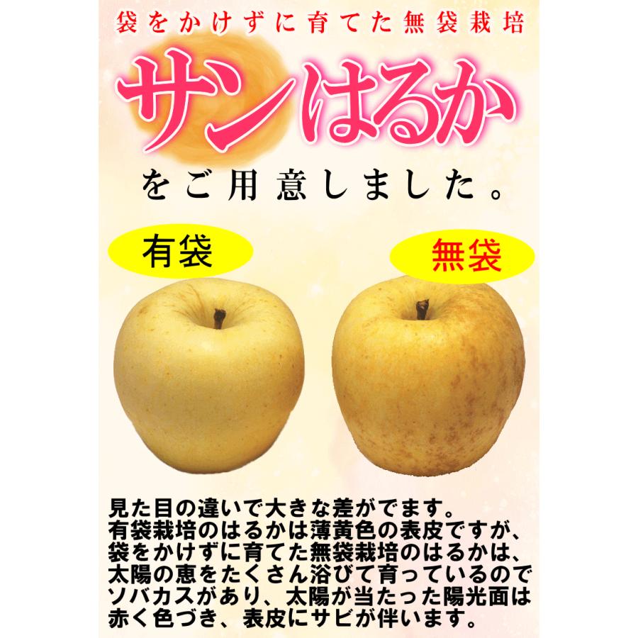 あすつく 青森 りんご 3kg箱 サンはるか 送料無料 家庭用 訳あり 青森 リンゴ 訳あり 3キロ箱★サンはるか 家訳 3kg箱