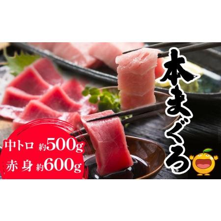 ふるさと納税 本まぐろ 中トロ 約500g・赤身 約600gセット 鮪 海鮮丼 刺し身 刺身 盛り合わせ 冷凍 魚の刺身 大分県産 九州産 津久見市 国産【.. 大分県津久見市