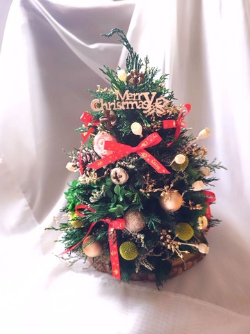 永生扁松柏-聖誕樹