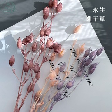 大好屋 台灣現貨 永生蠅子草 精緻小包裝 風鈴花 小風鈴 風鈴 麥仙翁 大地農園 乾燥花插花 花藝 DIY手做 手工花