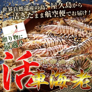 屋久島産 活車海老（750g）